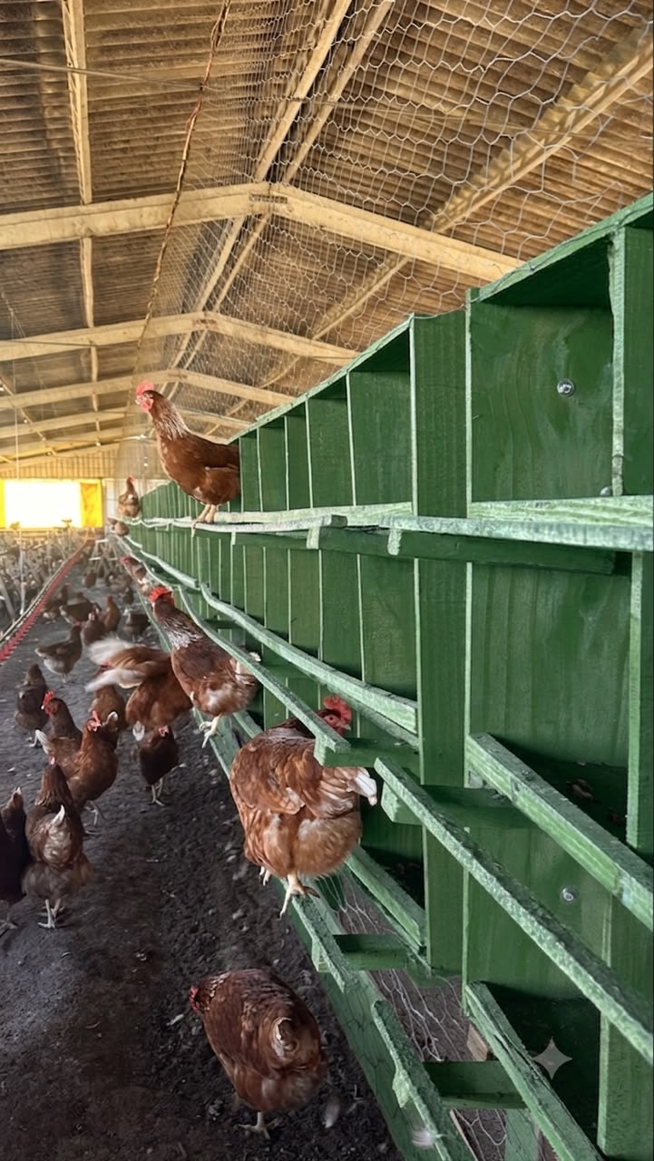 Coleta cuidadosa dos ovos